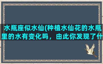 水瓶座似水仙(种植水仙花的水瓶里的水有变化吗，由此你发现了什么)